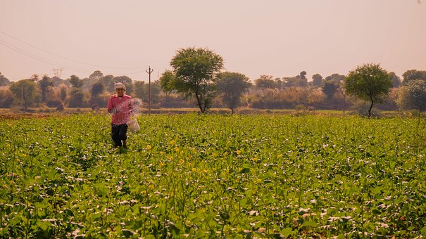 Agricultura, Agricultor, Cultivos, Campo