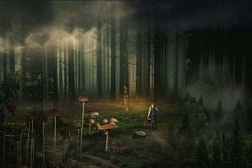 Free Forest Fall photo and picture