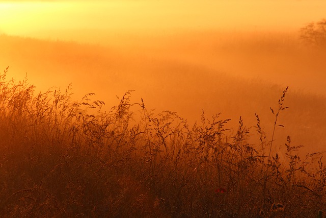 Free Fog Landscape photo and picture