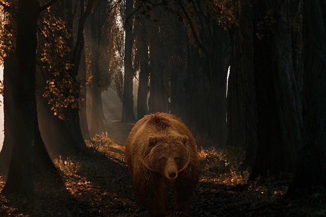 Download free HD stock image of Bear Woods Free bear woods pathway illustration