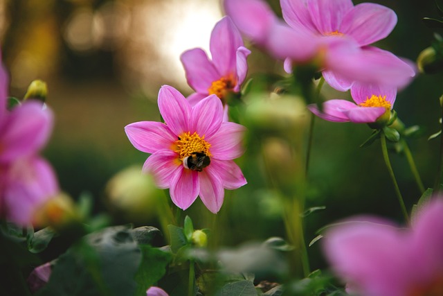 Free Flower Insect photo and picture