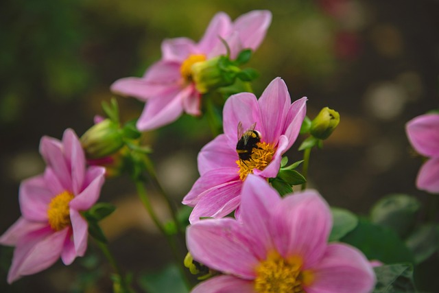 Free Flower Insect photo and picture
