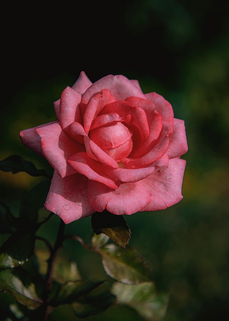 Free Rose Rose Flower photo and picture