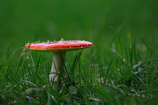Free Toadstool Lucky Guy photo and picture