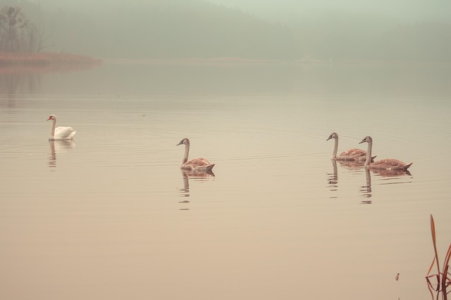 Cisne, Aves, Impresionantesrefugios