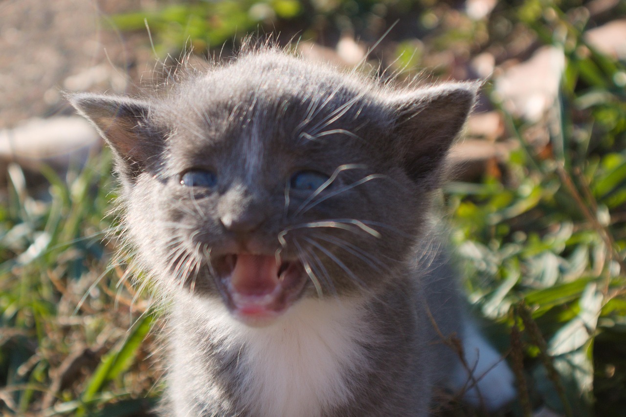 les yeux d un animal
