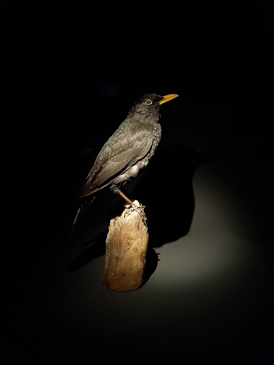 Pájaro Animal Acolchado De - Foto gratis en Pixabay