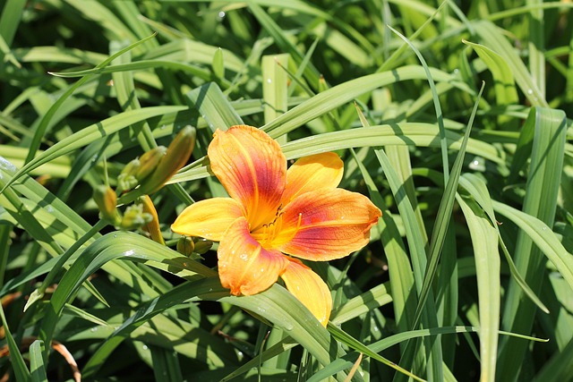 Lilje, Blomst, Natur, Sommer, Blomstre