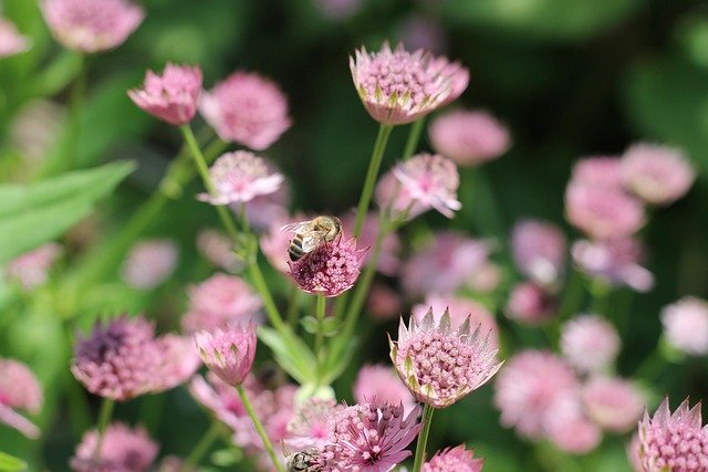 Bi, Blomst Baggrund, Natur, Insekt