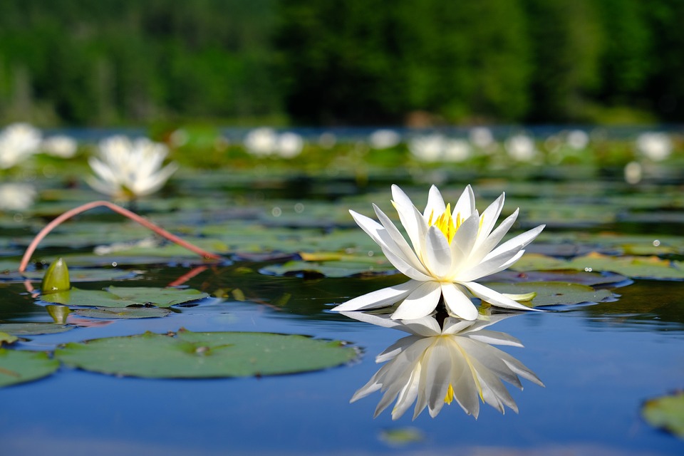 Lily Botany Pond - Free photo on Pixabay - Pixabay