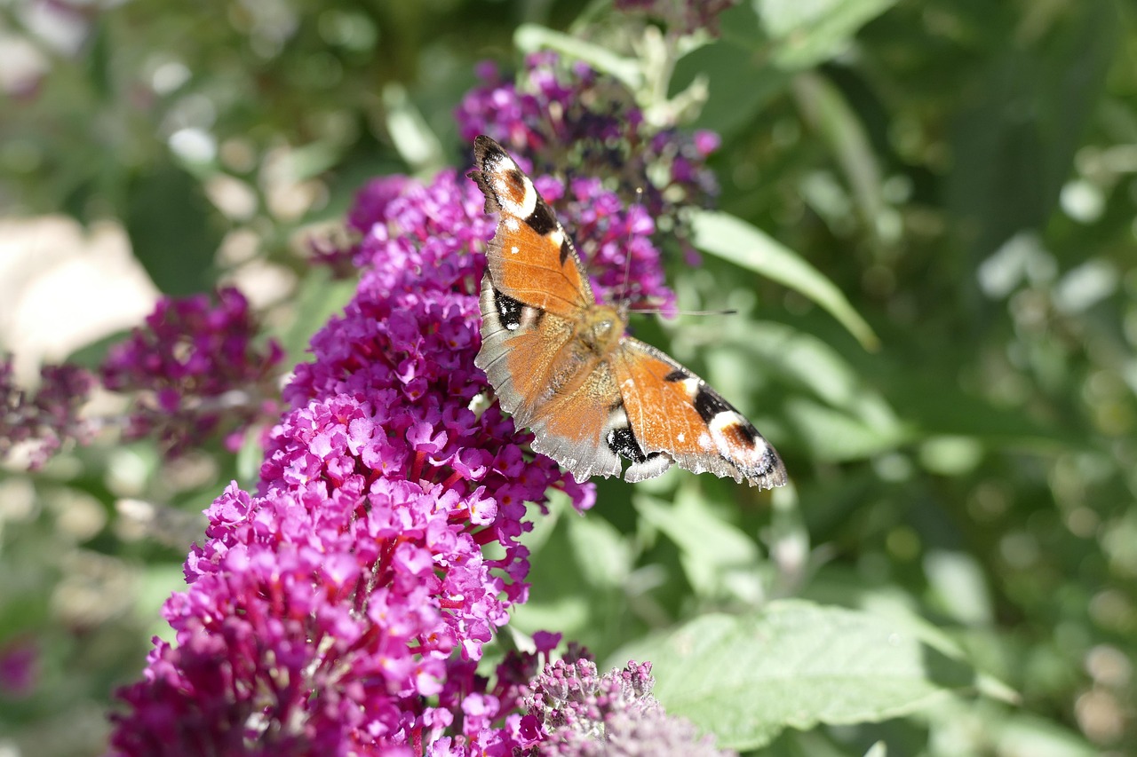 Butterfly Flower Pollinate Free photo on Pixabay Pixabay