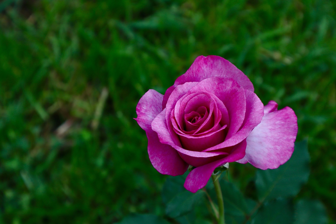 Rose Purple Flower - Free photo on Pixabay - Pixabay