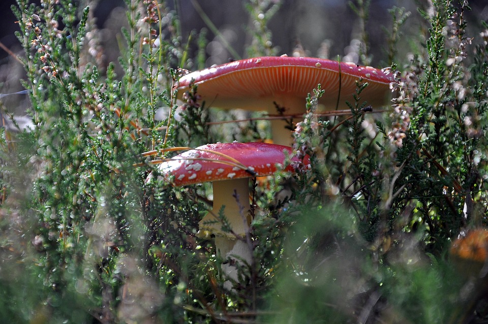 Champignons Rouges Sur Façade Maison