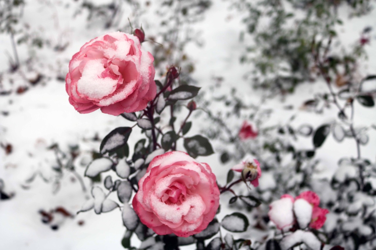 Rose Neige Canada Photo gratuite sur Pixabay Pixabay — free download
