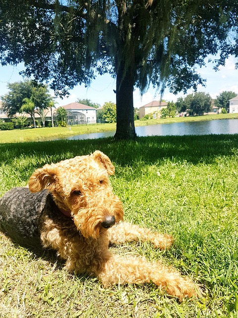 Airdale Hundeknochen Hund Kostenloses Foto Auf Pixabay