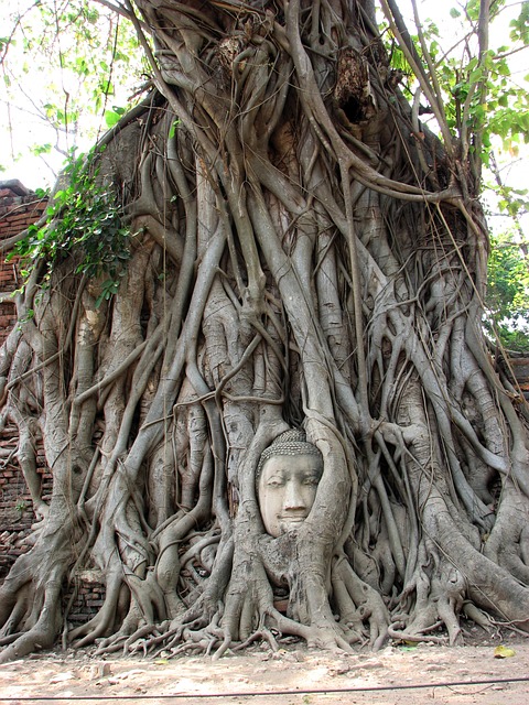 Free Buddha Buddhism photo and picture