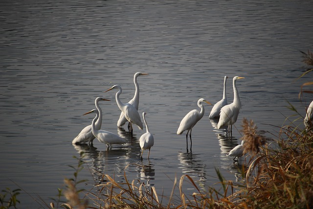 Egrets, Fugle, Dyr, Fjer, Sø, Vand