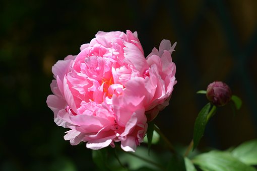 Free Peony Flower photo and picture
