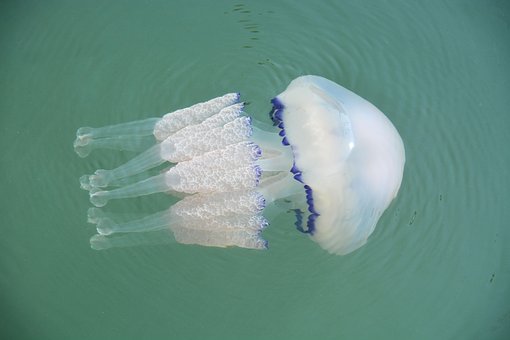 Free Jellyfish Animal photo and picture