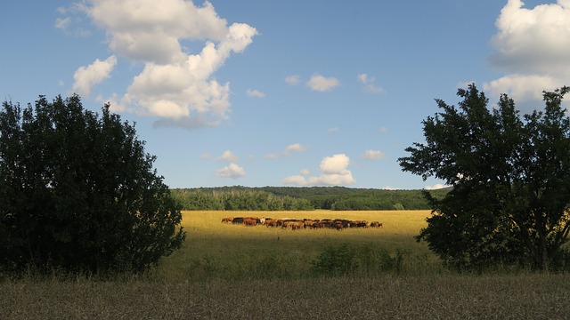 Animals Pasture Livestock - Free photo on Pixabay - Pixabay