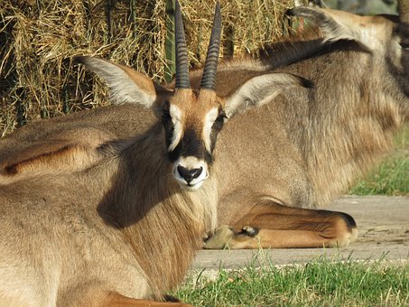 Free Antelope Animal photo and picture