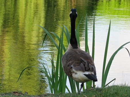 Free Wildlife Goose photo and picture