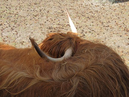 Free Highland Cattle Shaggy photo and picture