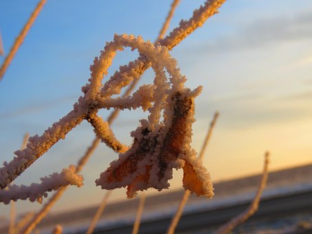 Free Winter Hoarfrost photo and picture