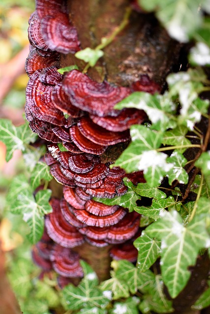 Free Tree Mushroom photo and picture