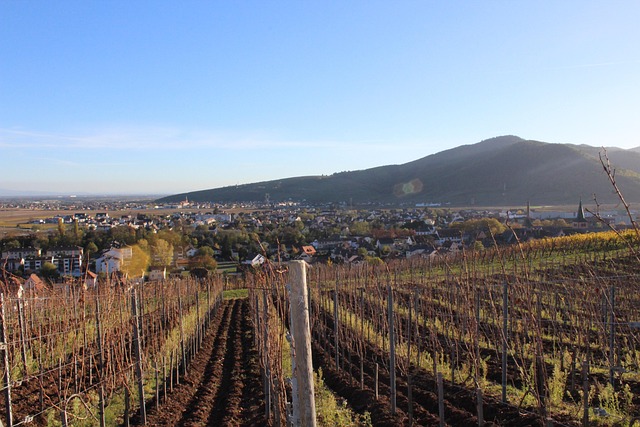 Free Vineyard Turckheim photo and picture