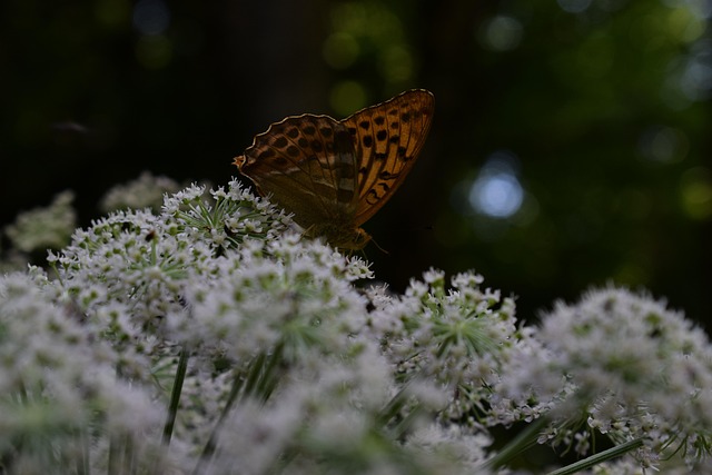 花, 蝴蝶, 昆虫学, 特写, 美丽的花朵, 自然, 花壁纸, 花卉背景, 盛开