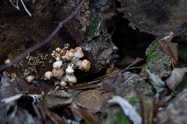 Natur, Wald, Herbst, Pilze