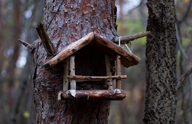 Natur, Wald, Baum, Holz, Vogelhäuschen