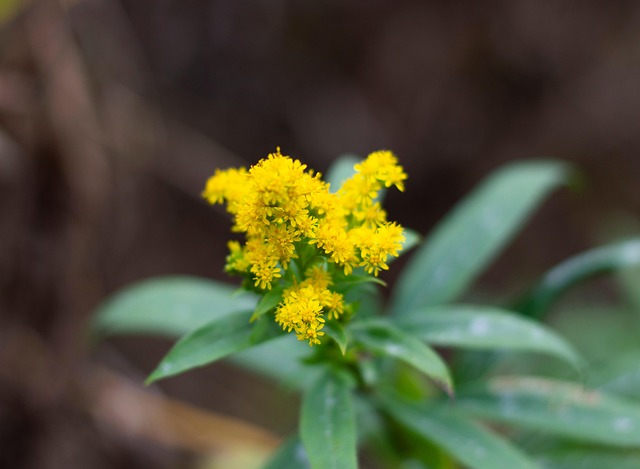 Natur, Wald, Blume, Gelb, Herbst