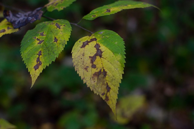 Herbst, Natur, Wald, Blätter, Grün, Gelb