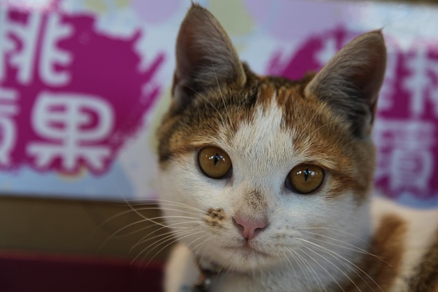 Free Kitten Cat photo and picture