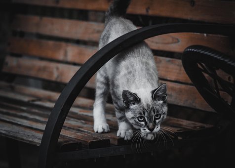 Kat, Natur, Killing, Feline, Pattedyr