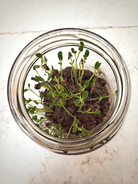 Grøn, Plante, Krukke, Natur