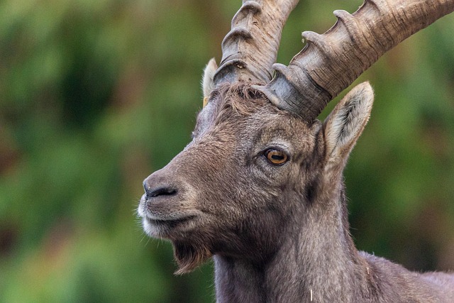 Free Portrait Animal photo and picture