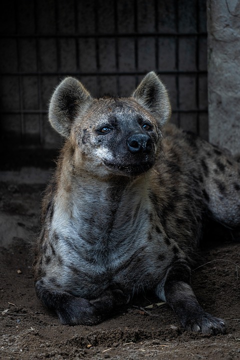 Hyenas endure tragic finish when lions “ambush” them in the midst of a meal