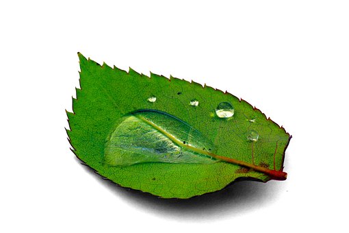 Free Leaf Dew photo and picture