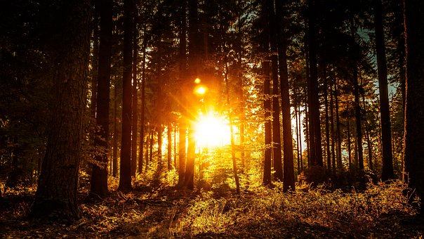 Skov, Skumring, Solnedgang, Sol, Træer