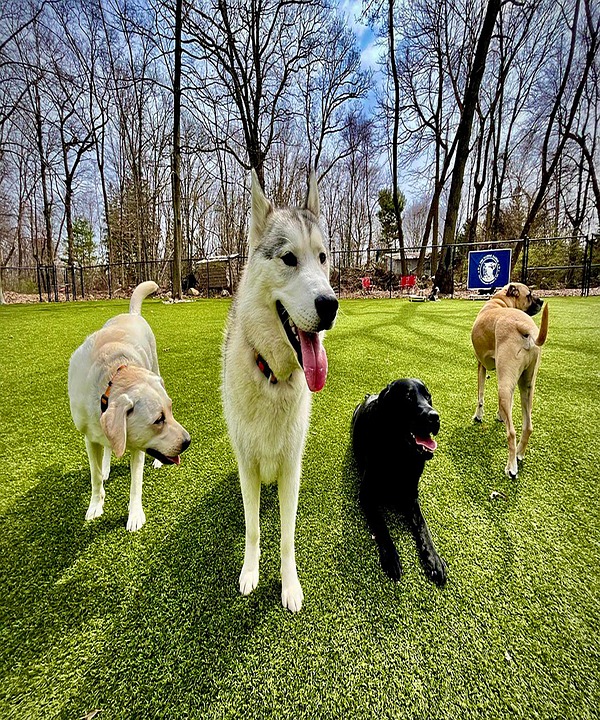 DogTrainingCenterInRidgewood Free photo on Pixabay Pixabay