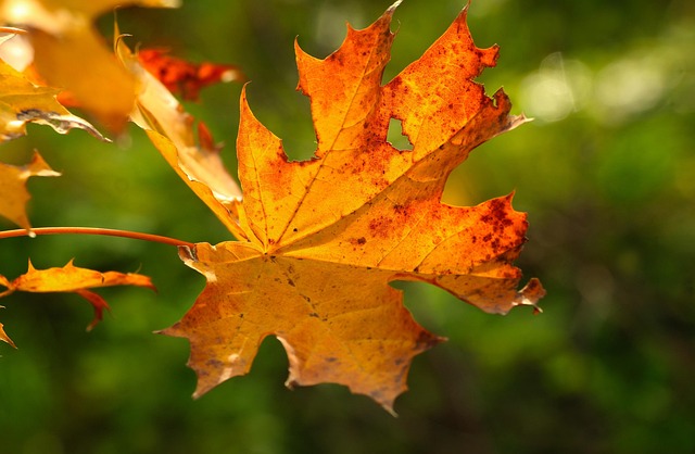 Free Leaf Autumn photo and picture