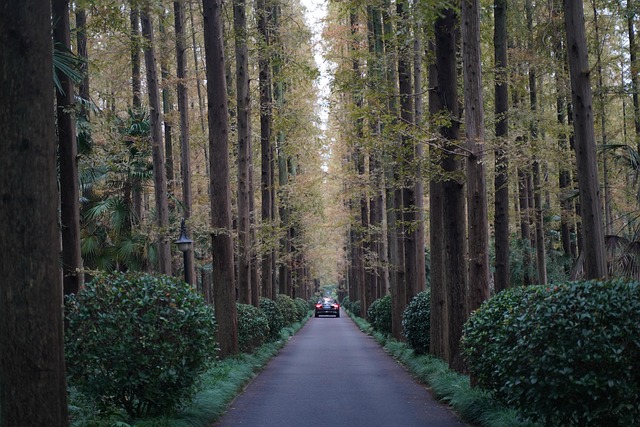 Free Forest Road photo and picture