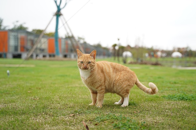 Free Cat Animal photo and picture