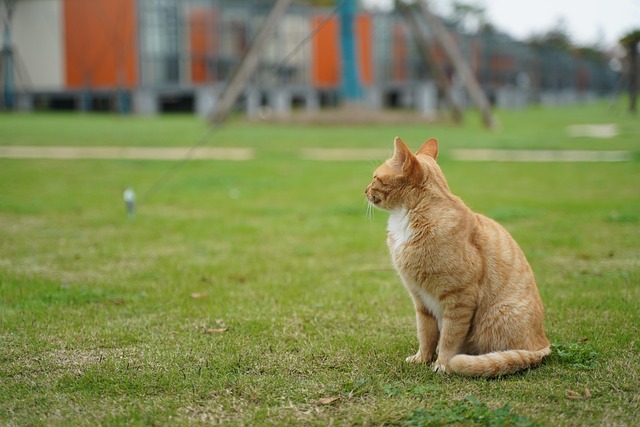 Free Cat Animal photo and picture