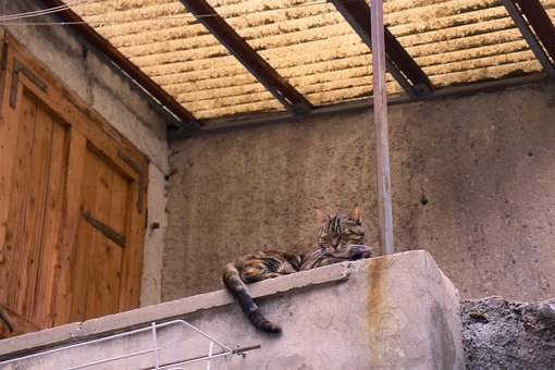 Kočka, Domácí Zvíře, Spát, Roztomilý