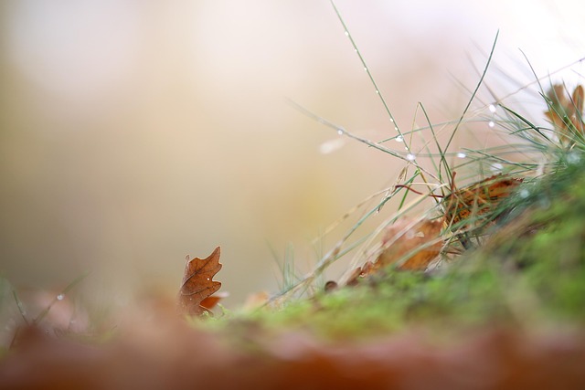 Free Grass Nature photo and picture