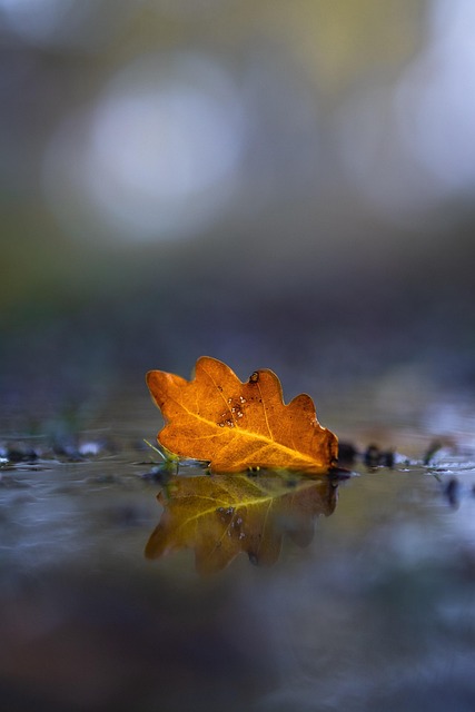 Free Fall October photo and picture